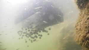 Zavážacia loďka SPORTS M1 - zasobník 2kg – Obrázok 9