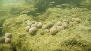 Zavážacia loďka SPORTS M1 - zasobník 2kg – Obrázok 10